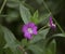 Epilobium hirsutum