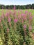 Epilobium hirsutum plants.