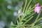 Epilobium parviflorum