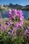 Epilobium parviflorum at Lake of Allos, Natural alpine lake, Mercantour National Park, France