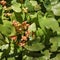 Epimedium alpinum, the alpine barrenwort,