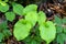 Epimedium alpinum, the alpine barrenwort in the forest