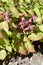 Epimedium alpinum Rubrum Red Barrenwort