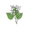 Epimedium Horny Goat Weed, yin yang huo. Herb, used in Chinese medicine. Hand drawn vector outline