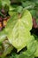 Epimedium pinnatum barrenwort plant leaf for background design