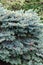 Epinette du Colorado Colorado spruce Picea pungens.