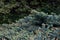 Epinette du Colorado Colorado spruce Picea pungens Hillside Pinaceae