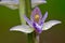 Epipactis helleborine, the broad-leaved helleborine Flower