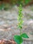 Epipactis helleborine, the broad-leaved helleborine, a terrestrial species of wild orchid.