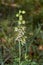 Epipactis helleborine orchid in bloom