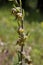 Epipactis microphylla - Wild plant shot in the spring