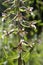 Epipactis palustris, marsh helleborine, wild orchid in bloom