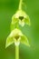 Epipactis tallosii, Tallos` Helleborine, wild orchid in nature habitat, Czech Republic. Flowering European terrestrial orchid in