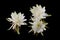Epiphyllum anguliger commonly known as the fishbone cactus or zig zag cactus black background