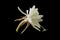 Epiphyllum anguliger commonly known as the fishbone cactus or zig zag cactus black background
