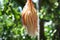 Epiphyllum anguliger flower