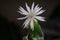 Epiphyllum anguliger rare night queen flower