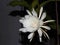 Epiphyllum blooming briefly at night