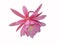 Epiphyllum cactus pink flower