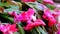 Epiphyllum crenatum, the orchid cactus.