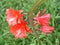 Epiphyllum orchid cactus red flowers stigma and stamen