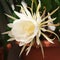 Epiphyllum Oxypetalum