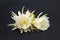 Epiphyllum Oxypetalum