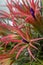 Epiphyte Air plant Tillandsia ionantha Rubra, with purple buds