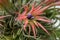 Epiphyte Air plant Tillandsia ionantha Rubra, purple buds