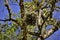 Epiphyte hanging on the tree in the park.