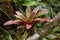 Epiphyte plants in Bosque Nuboso National Park near Santa Elena in Costa Rica