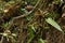 Epiphyte plants in Bosque Nuboso National Park near Santa Elena in Costa Rica