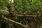 Epiphyte plants in Bosque Nuboso National Park near Santa Elena in Costa Rica