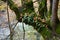 An epiphyte plants moss and fern growing on tree trunk