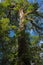 Epiphyte plants on a tree at Hanging Bridges Trail near Heliconias Rainforest Lodge in Bijagua in Costa Rica