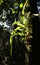 Epiphyte on a Tree, Backlit against Dark Forest Background