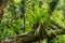 Epiphyte on a trunk in the rainforest, New Zealand