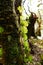 Epiphytes growing on a tree in the rainforest