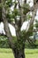 Epiphytes growing on tree in tropical climate of Cook Islands