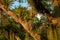 Epiphytes up on a tall tree in the Atlantic forest