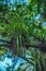 Epiphytes in wild tropics. Parasits plants on tree branch