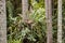 Epiphytic bromeliad growing on tree trunk