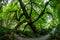 Epiphytic Moss Covers a Tree in Redwood National Park