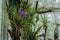 Epiphytic pink quill Tillandsia cyanea, Wallisia cyanea
