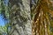 Epiphytic plant, Mistletoe cactus on palm tree trunk, Rhipsalis baccifera, Rio