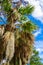 The epiphytic plant Tilansia on large trees hangs down against a blue sky with clouds. Louisiana, USA