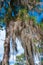 The epiphytic plant Tilansia on large trees hangs down against a blue sky with clouds. Louisiana, USA