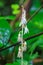 Epipogium roseum (D. Don) Rare species wild orchids in forest of