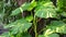 Epipremnum aureum (Also called golden pothos, Ceylon creeper, sirih gading) on the tree