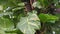 Epipremnum aureum,Devil`s ivy, Golden pothos,  growth on big tree